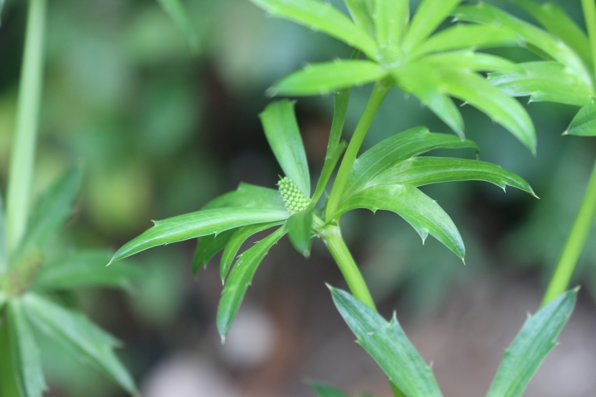 Eryngium foetidum L.